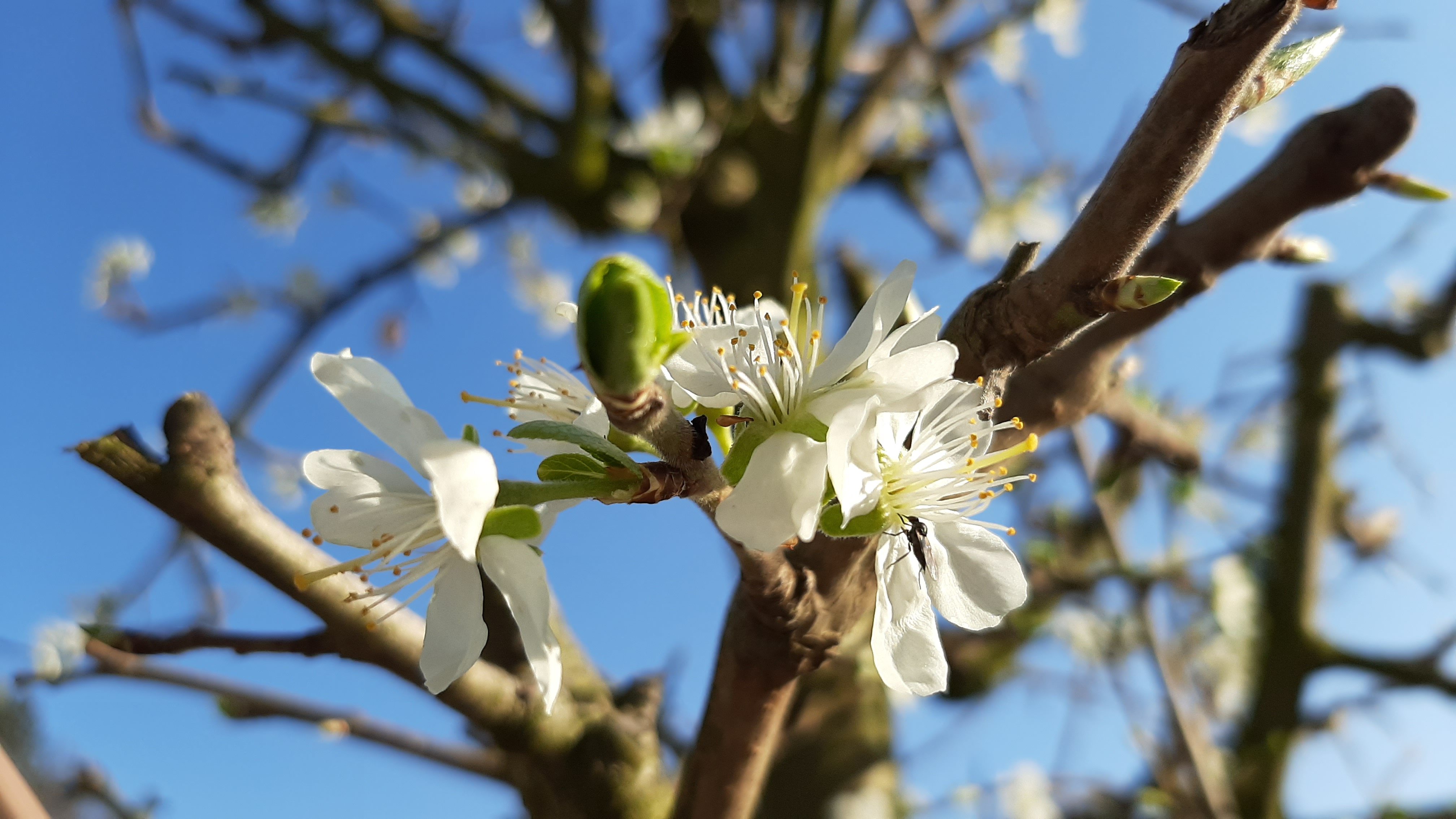 Fr&uuml;hlingserwachen