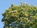 ticino_16