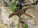 ticino_38