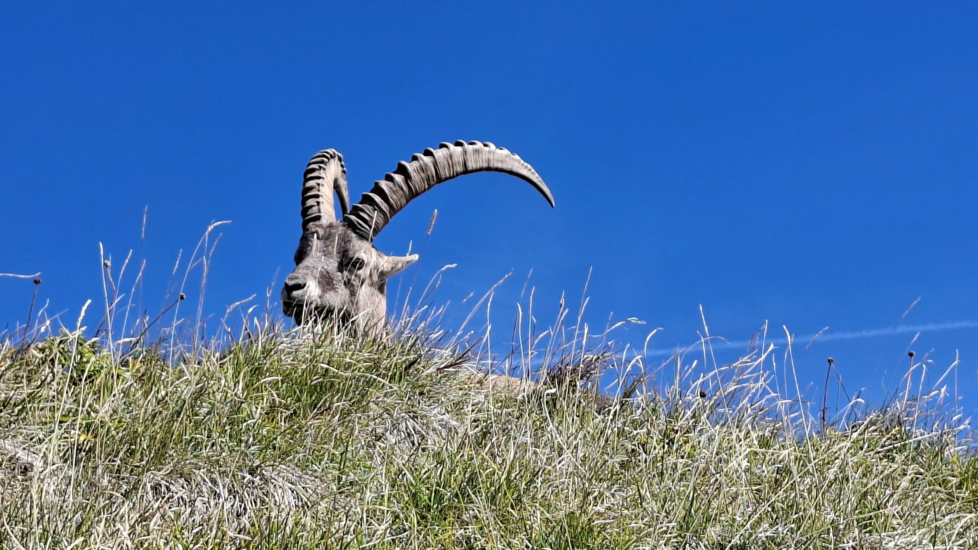 Steinbock
