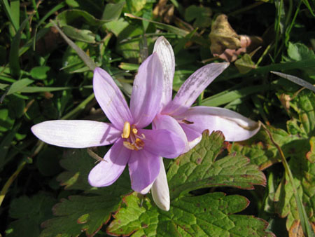 wildspitz_08