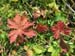 wildspitz_10